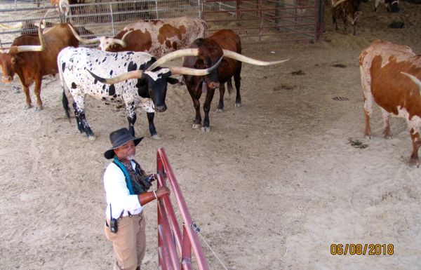 These longhorns are regularly driven through the stockyards for the tourists. This nice gentleman told us all about them--including some of their names!
