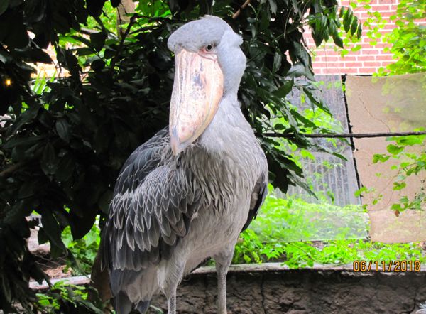 Shoe-billed stork at Dallas World Aquarium.